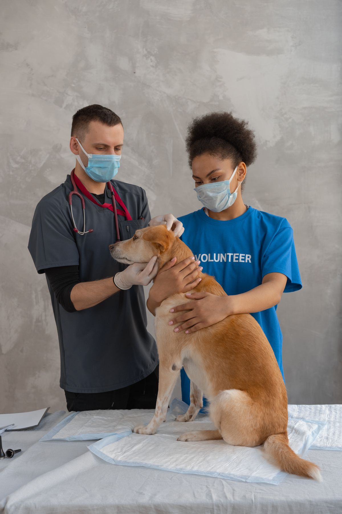 Atendimento veterinário de um cão — imagem ilustrativa